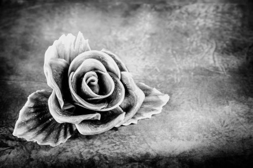 sad rose flower