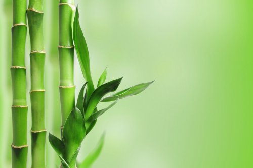 Green bamboo background - 901147393