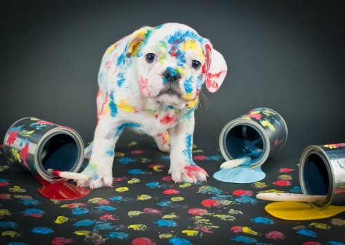 Painted Pooch - 901147653