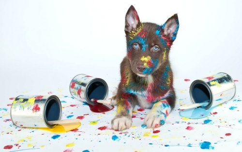 Painted Puppy - 901147656