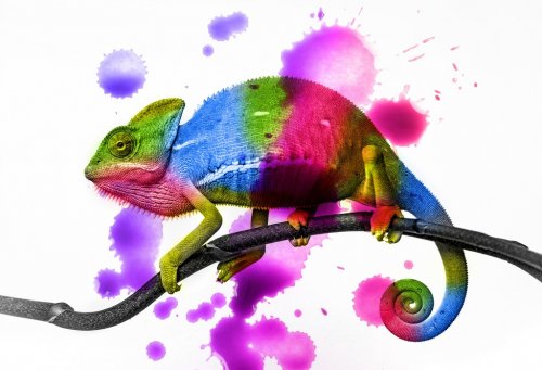  chameleon - colors