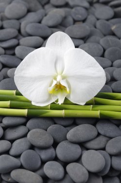 orchid and thin bamboo grove on gray stones