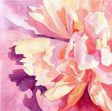art floral watercolor pink peonies - 901147822