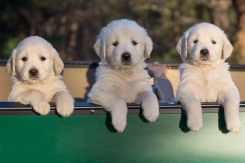 Three Dogs in A Canoe