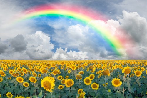 Landscape with sunflowers and rainbow