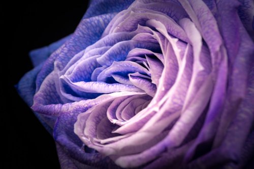 Flower, rose, close-up, macro. - 901147889