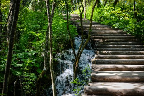 Wooden Hiking Path or Trail in a Forest - 901148214