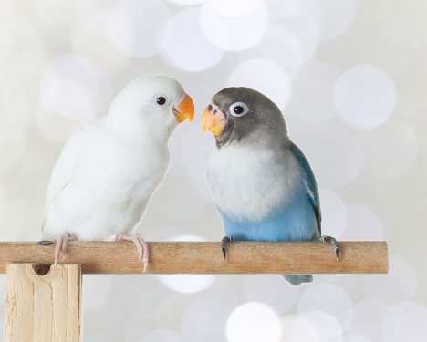 Blue and white lovebird standing on the perch on blurred bokeh background