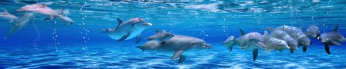 Panorama of Underwater life. Dolphins - 901148297