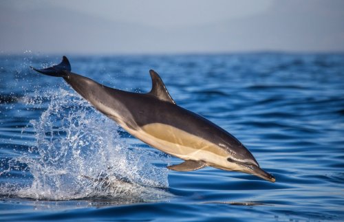 Dolphins jump out at high speed out of the water. South Africa. False Bay. - 901148318
