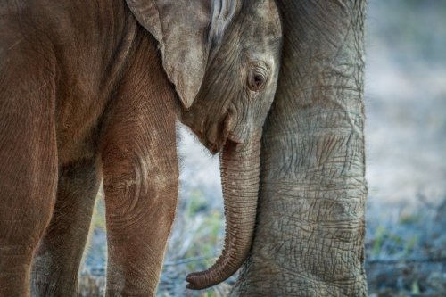 Baby Elephant resting between the mother's legs. - 901148330