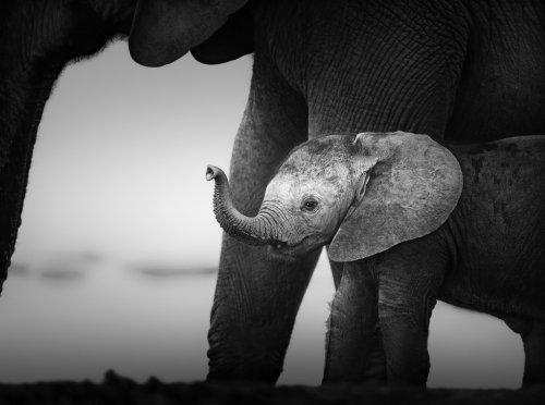 Baby Elephant next to Cow (Artistic processing) - 901148338