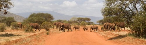 Elephants in Tsavo East National Park - 901148353