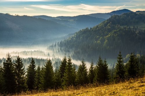 coniferous forest in foggy Romanian mountains at sunrise - 901148456