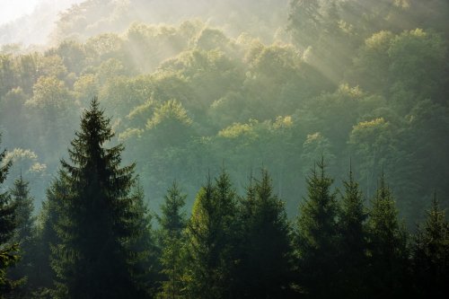 spruce forest on foggy sunrise in mountains - 901148457