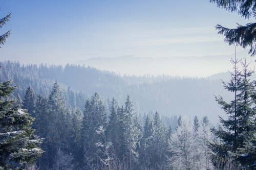 Winter forest in the Carpathians - 901148462