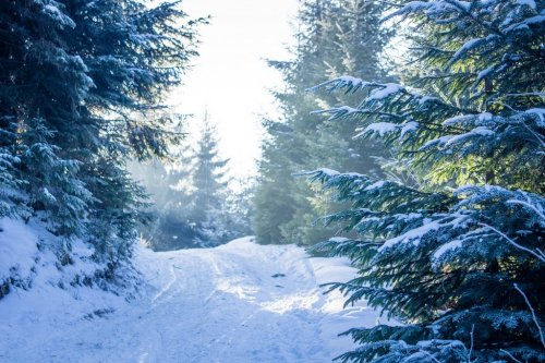 Winter forest in the Carpathians - 901148463
