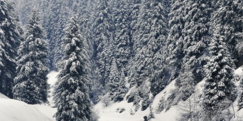 snow on spruce, fir frozen background of snow branches - 901148464
