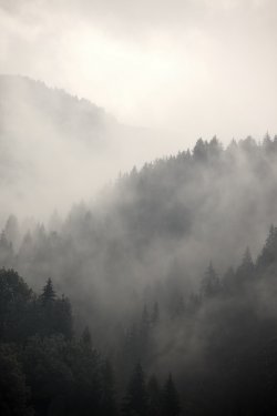 Foggy forest - 901148467