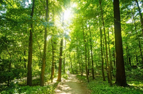 Wald mit Morgensonne :)
