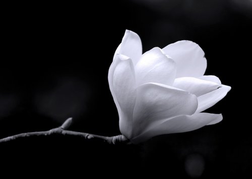 B&W image of a magnolia flower.