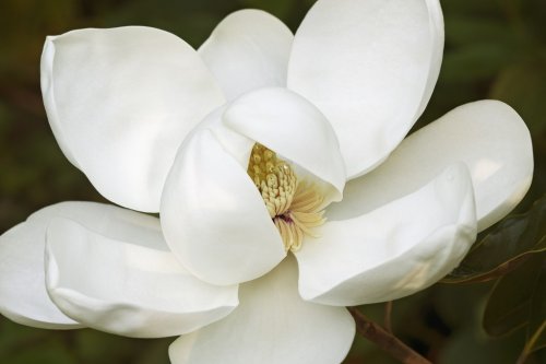 Southern magnolia (Magnolia grandiflora). Called  Evegreen Magnolia, Bull Bay... - 901148549