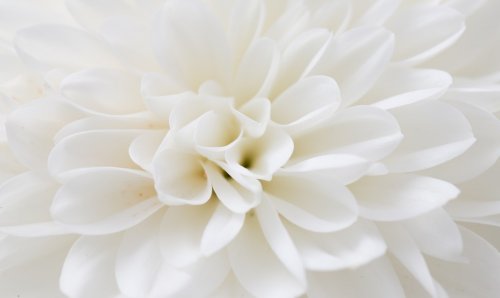 Flower as background - 901148658
