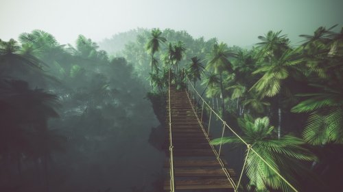 Rope bridge in misty jungle with palms. Backlit.
