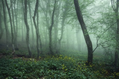 Mysterious dark forest in fog with green leaves and flowers