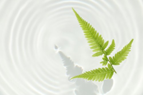fern leaf and water ripple background #2 - 901148903