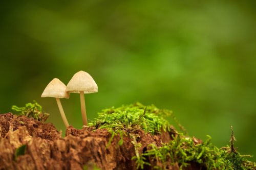 Mushrooms in forest - 901148931