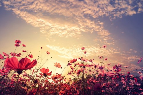 Landscape nature background of beautiful pink and red cosmos flower field wit... - 901148991