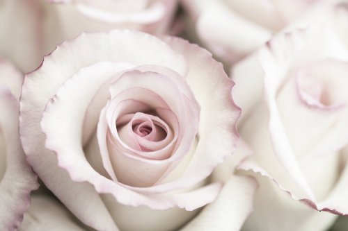 Light Pink Roses - 901148992