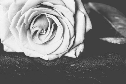 White Rose - 901149002