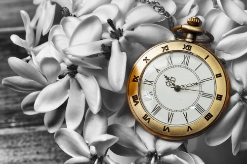 Antique pocket watch with gardenia flower BW background - 901149008