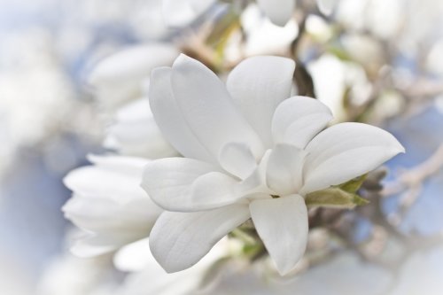 Beautiful magnolia blossom - 901149018