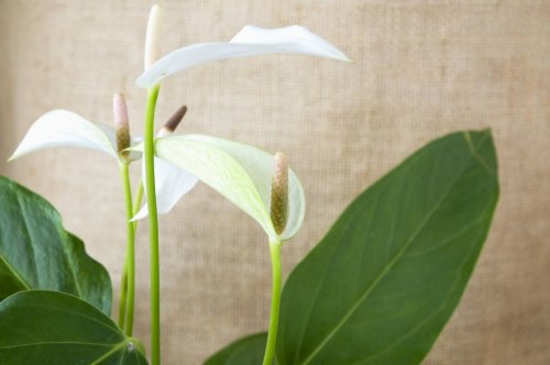 beautiful shape of anthurium flowers - 901149037