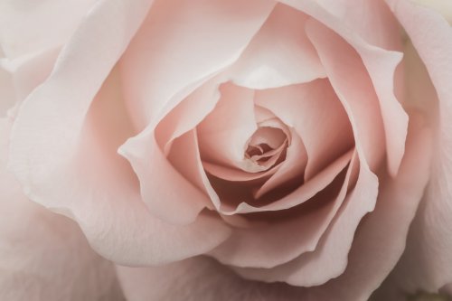 Closeup of a pink rose