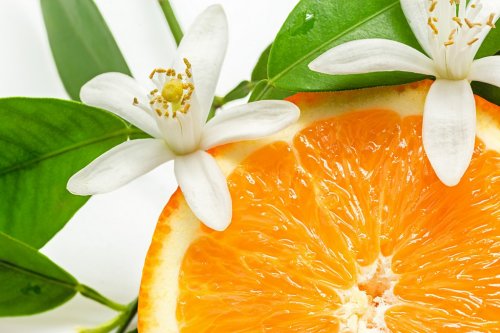 Close up of  fresh orange fruit with leaves and blossom - 901149061