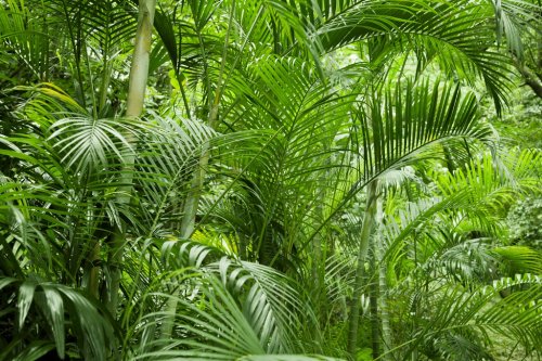 Lush green tropical jungle - 901149068