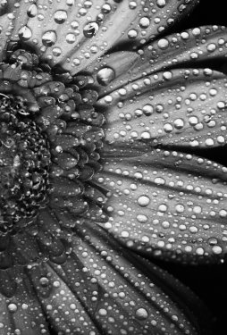 Gerbera flower close up beautiful macro photo with drops of rain - 901149236