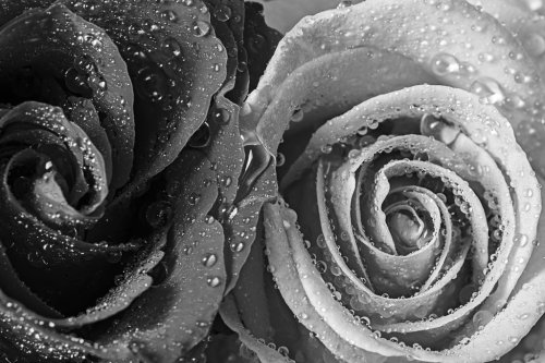 roses with dew drops in detail - 901149238