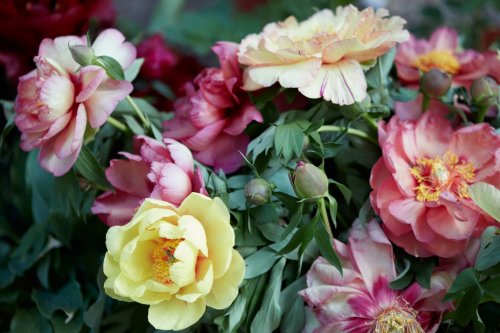 Colorful peony flowers bunch with leaves - 901149289