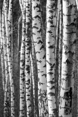 Birch tree trunks - black and white natural background - 901149298
