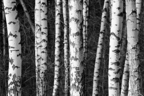 Birch tree trunks - 901149299