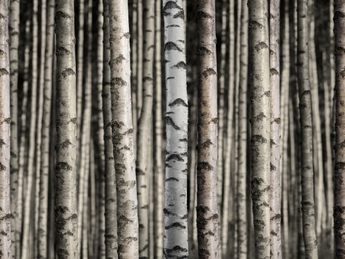 Seamless birch forest - 901149300