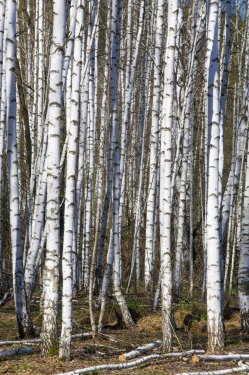 Spring landscape birch forest. April. Birches with the unblown leaves
