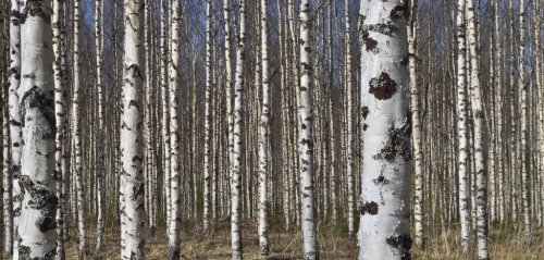 Grove of the White Birch  trees  in spring