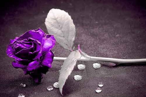 Purple rose - 901149456