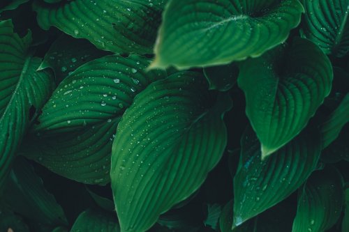 Photo of Leaves With Rain Dew - 901149477